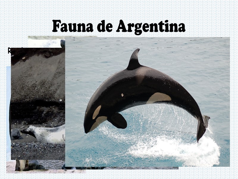 Fauna de Argentina Región Antártica